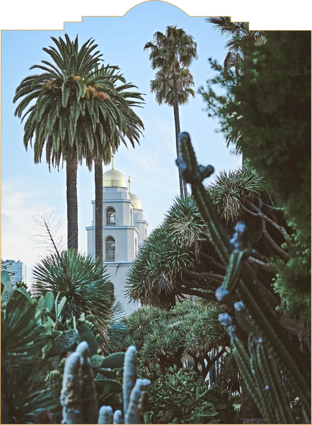 Beverly Hills Palm Trees