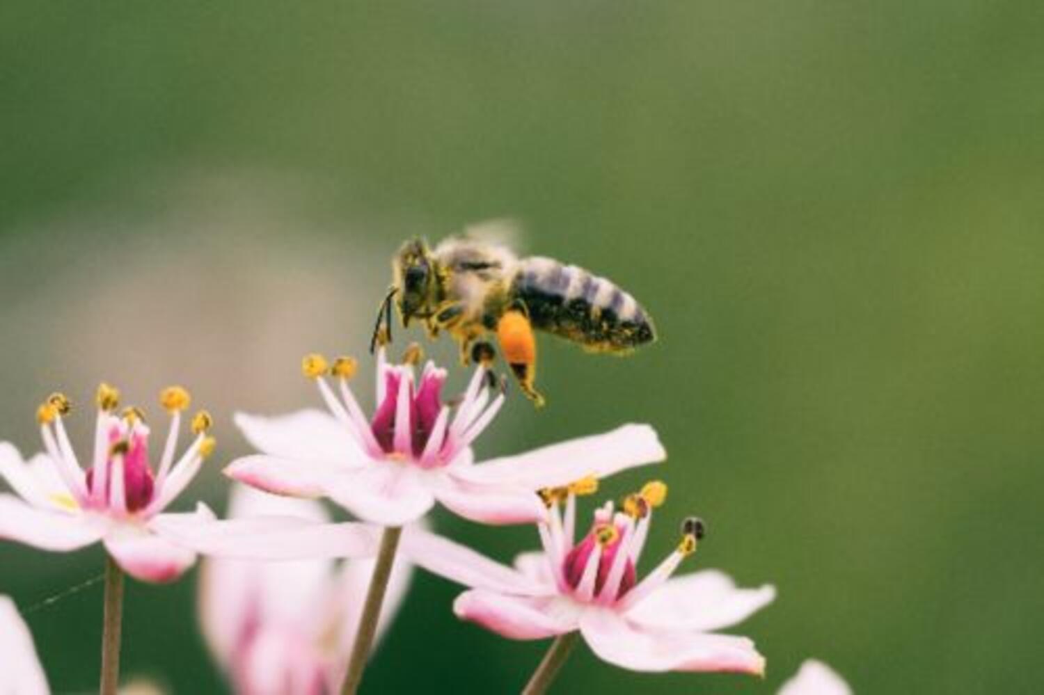 The Buzz About Bees! 