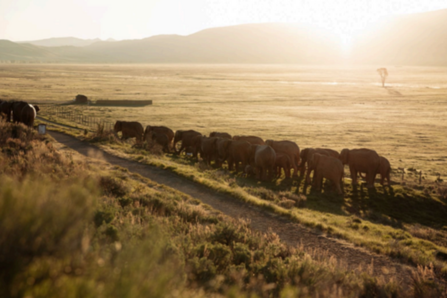 The Great Elephant Migration