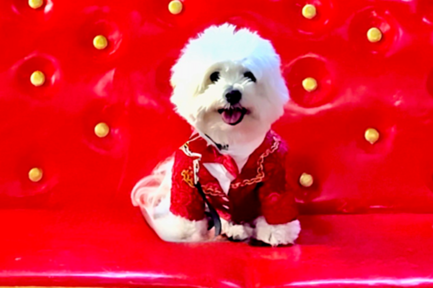 Meet Mr. Quigley! The Official Mascot & Luxury Style Ambassador of Two Rodeo Drive