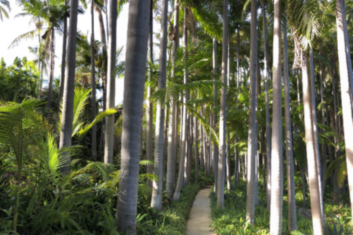 Mindfulness Workshop at Virginia Robinson Gardens