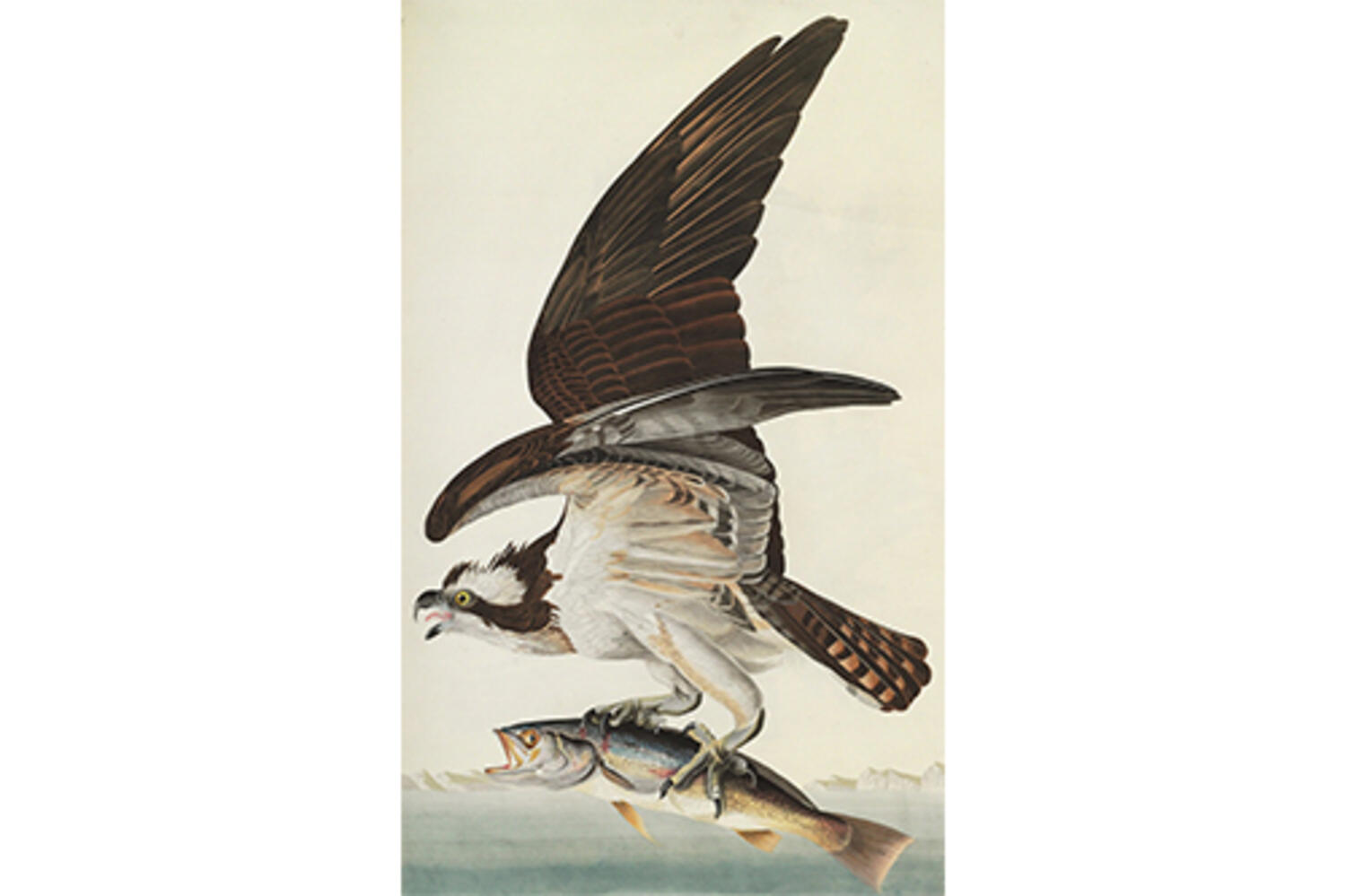 Audubon 