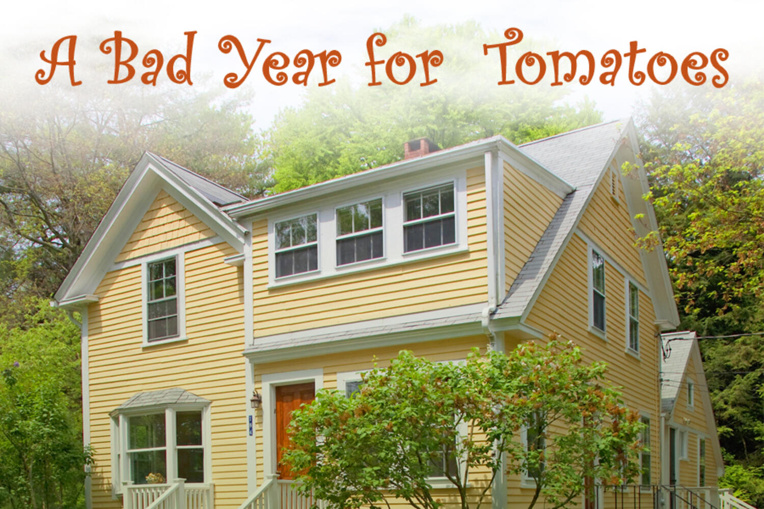 A Bad Year for Tomatoes
