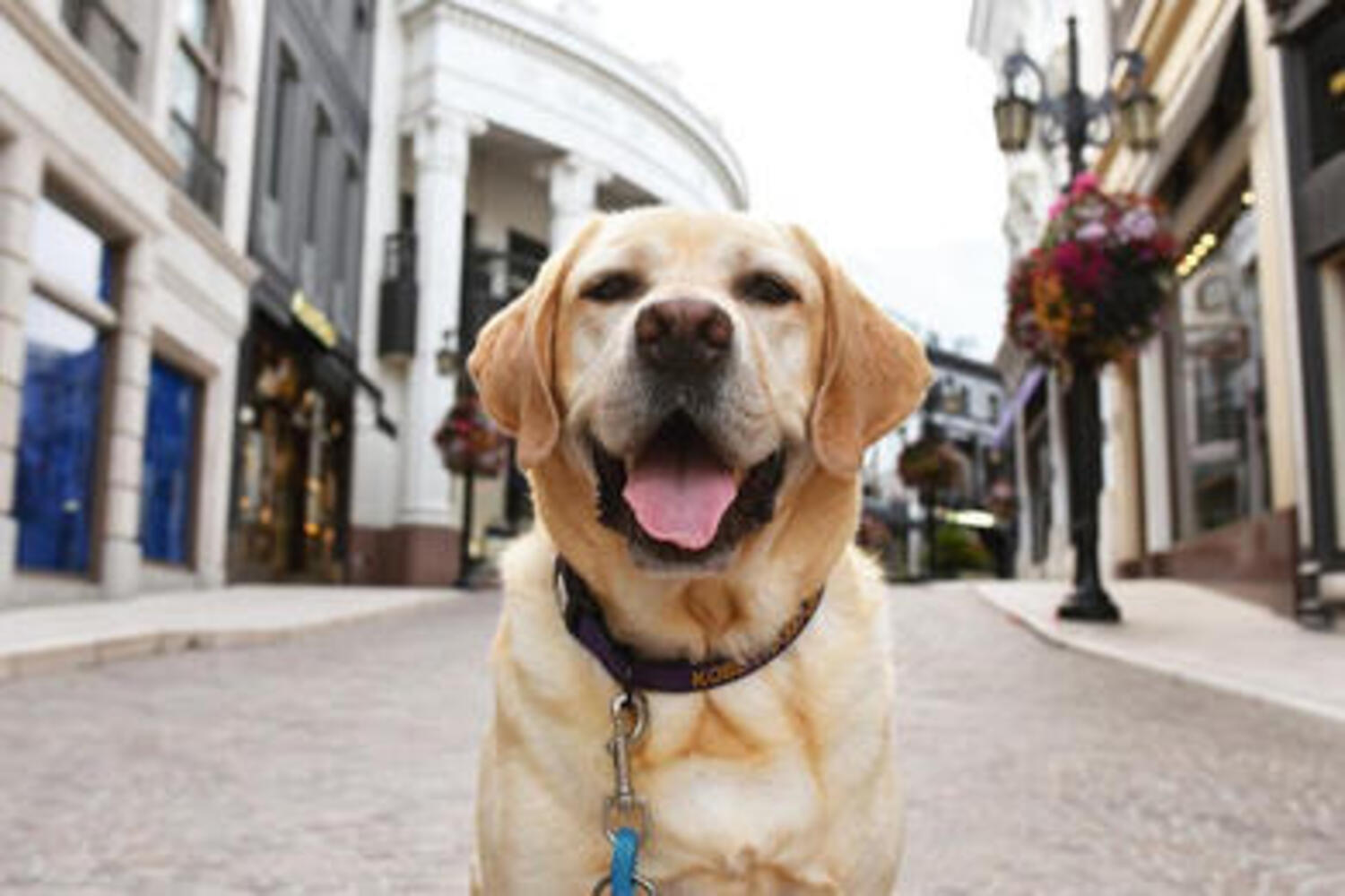 Doggy Costume Parade at Two Rodeo Drive