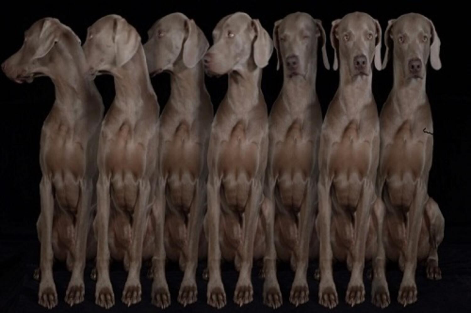 William Wegman Installation