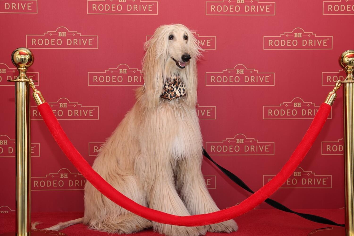 Rodeo Drive BOLD Summer Red Carpet Experience