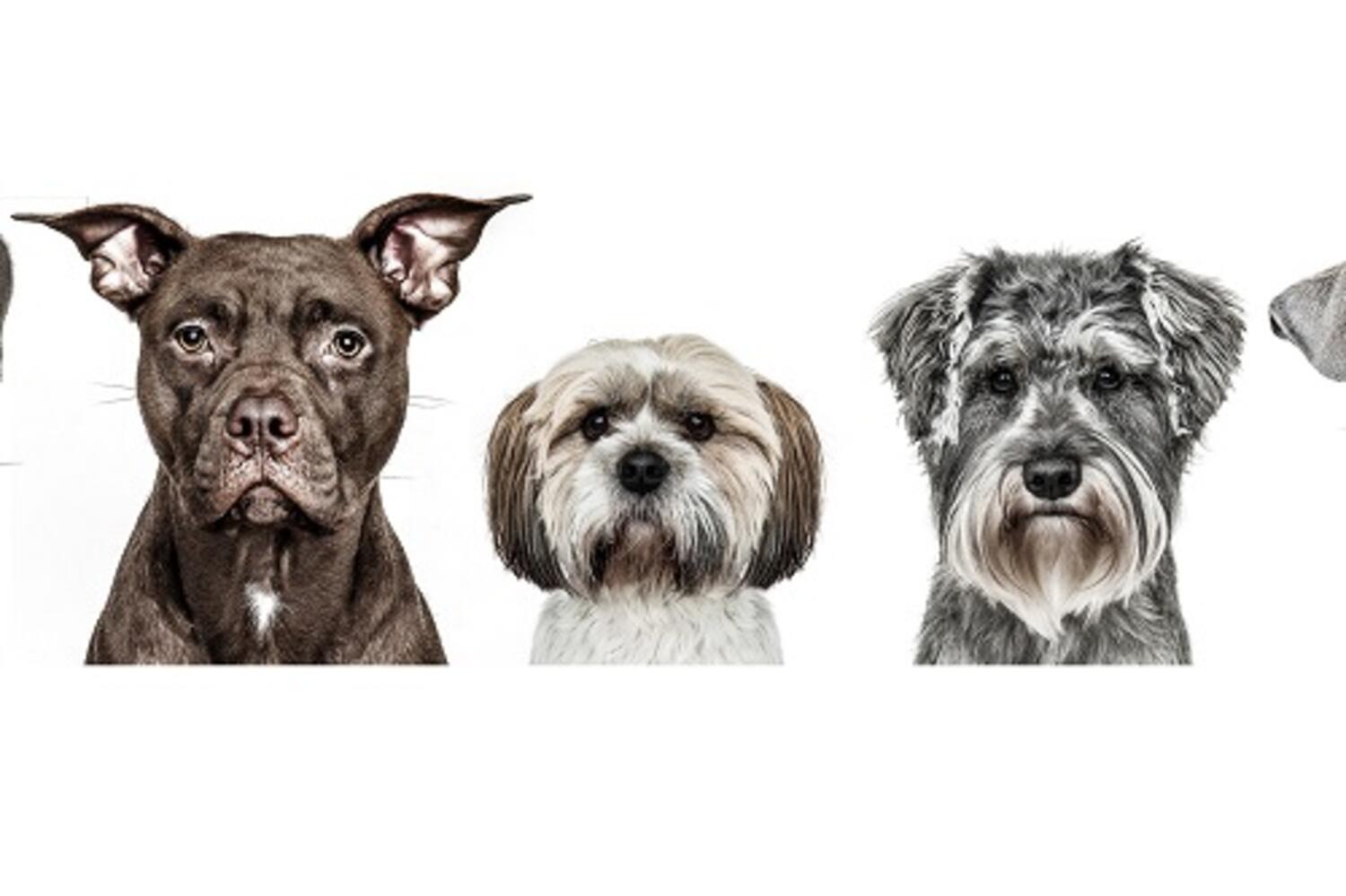 Gruff Pawtraits at The Maybourne Beverly Hills