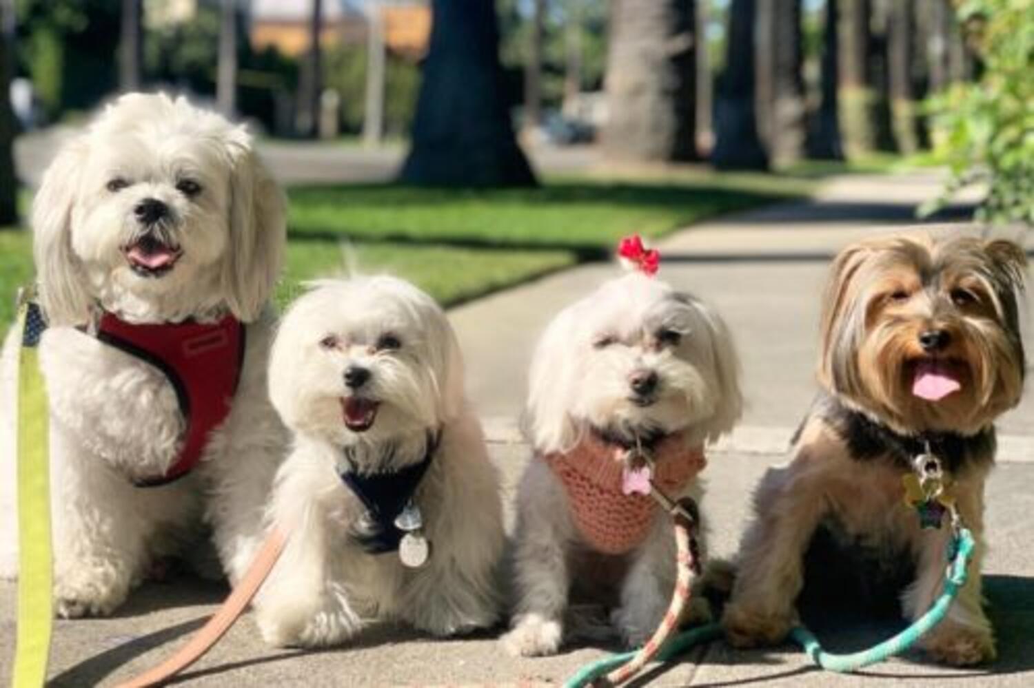 Yappy Hour & Dog Park Open House