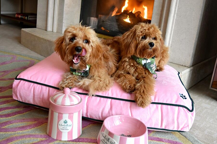 Gucci New Pet Collection Features Luxurious Pet Beds